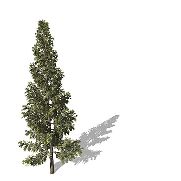 maya xfrogplants california red fir - XfrogPlants California Red Fir by xfrog