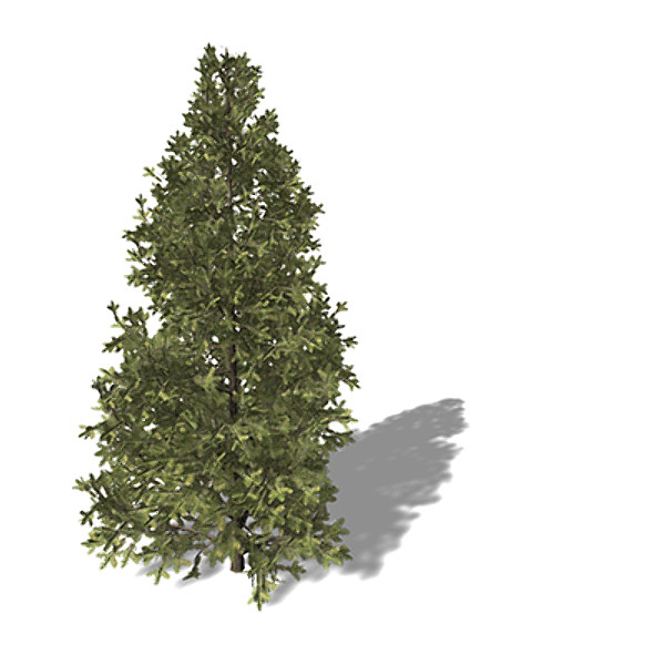 maya xfrogplants california red fir - XfrogPlants California Red Fir by xfrog