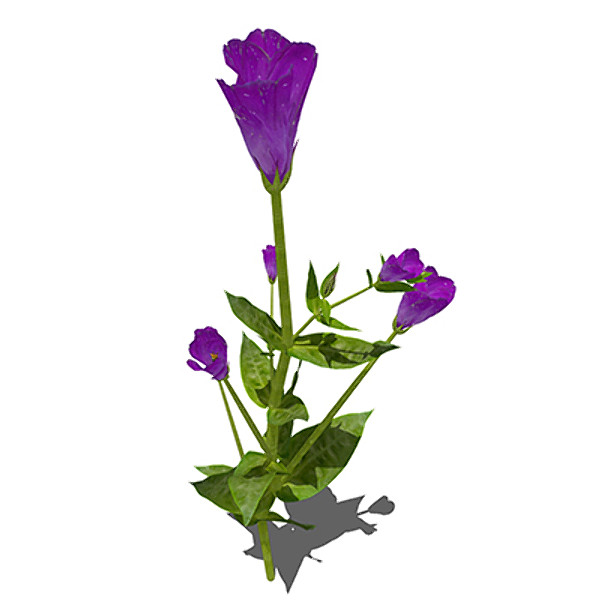 c4d xfrogplants lisianthus plant flowers - XfrogPlants Lisianthus by xfrog