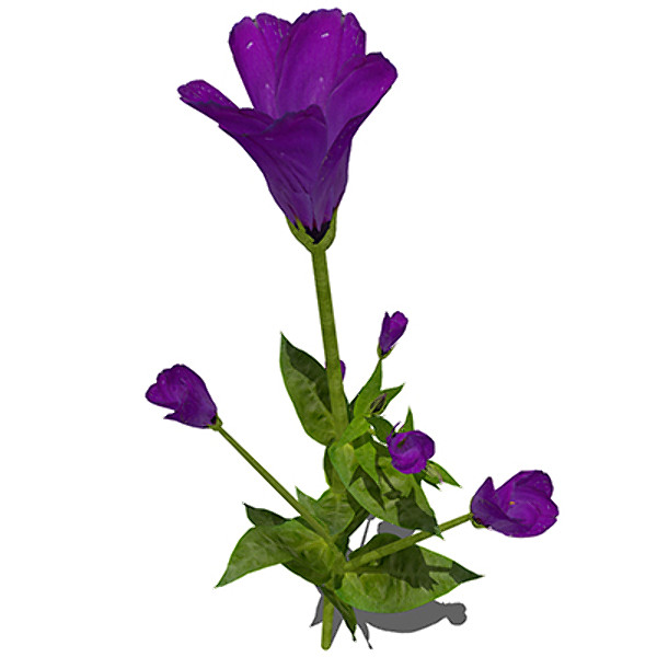 c4d xfrogplants lisianthus plant flowers - XfrogPlants Lisianthus by xfrog