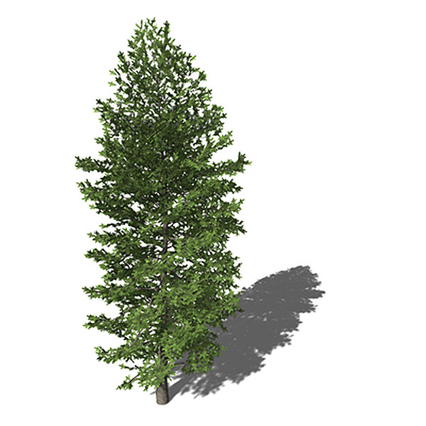 max xfrogplants nikko fir tree - XfrogPlants Nikko Fir by xfrog