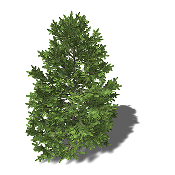 max xfrogplants nikko fir tree - XfrogPlants Nikko Fir by xfrog