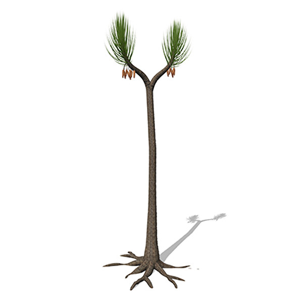 xfrogplants sigillaria plant 3ds - XfrogPlants Sigillaria by xfrog