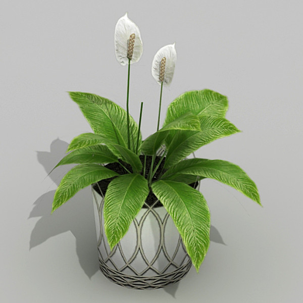 3ds max spathiphyllum flower - Spathiphyllum by fabelar