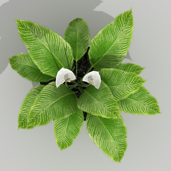 3ds max spathiphyllum flower - Spathiphyllum by fabelar