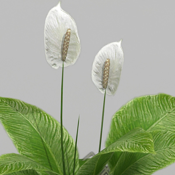 3ds max spathiphyllum flower - Spathiphyllum by fabelar