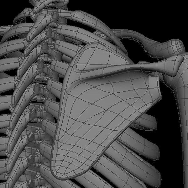 maya human skeleton - Human Skeleton by Fredrikivan