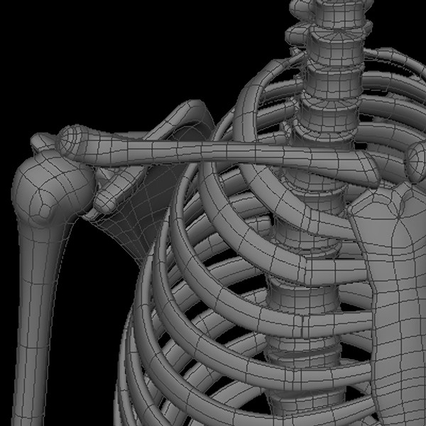 maya human skeleton - Human Skeleton by Fredrikivan