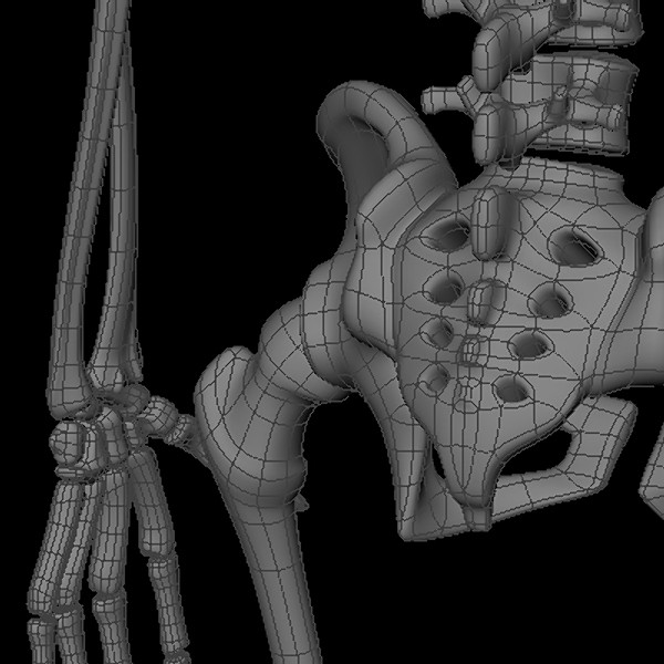 maya human skeleton - Human Skeleton by Fredrikivan
