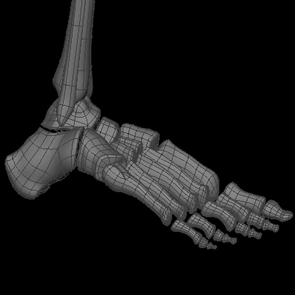 maya human skeleton - Human Skeleton by Fredrikivan