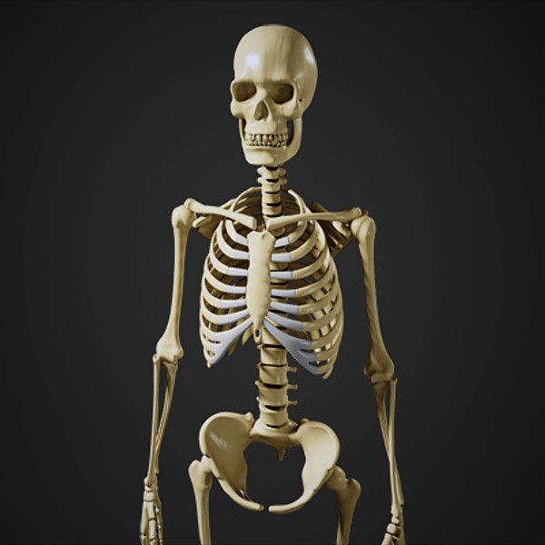 maya human skeleton - Human Skeleton by Fredrikivan