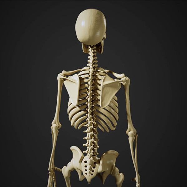 maya human skeleton - Human Skeleton by Fredrikivan