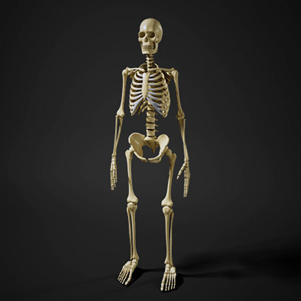 maya human skeleton - Human Skeleton by Fredrikivan