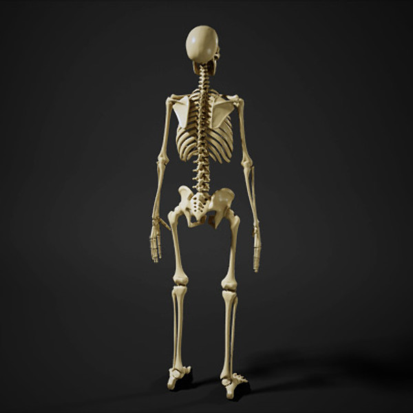 maya human skeleton - Human Skeleton by Fredrikivan