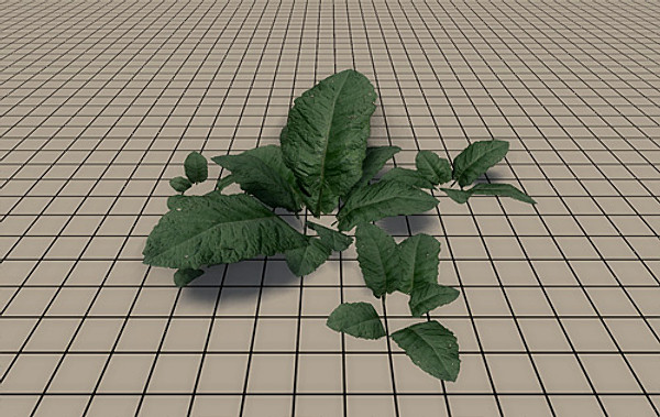 20 Ground Plants