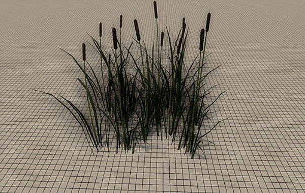 20 Ground Plants