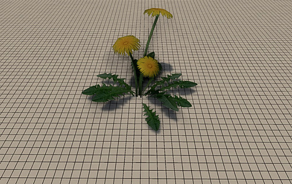 20 Ground Plants