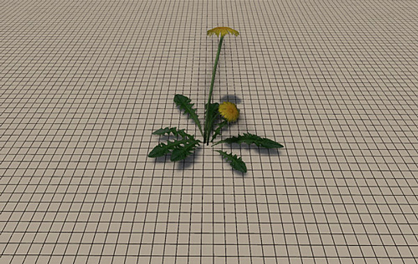 20 Ground Plants