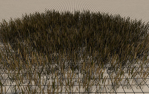 20 Ground Plants