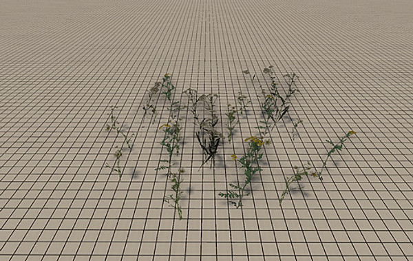 20 Ground Plants