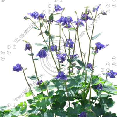 FlowerL_46.tga