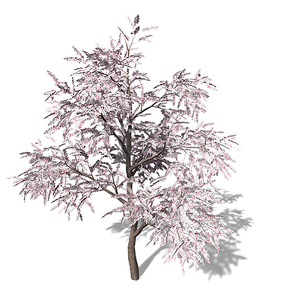 3d xfrogplants blossoming almond tree model - XfrogPlants Blossoming Almond Tree by xfrog