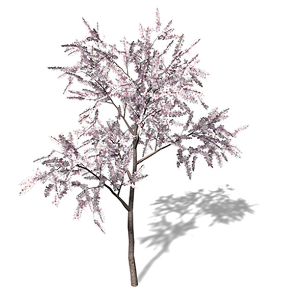 3d xfrogplants blossoming almond tree model - XfrogPlants Blossoming Almond Tree by xfrog