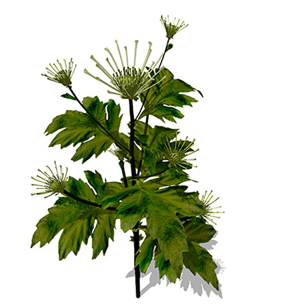 3d xfrogplants florist’s chrysanthemum x model - XfrogPlants Florist’s Chrysanthemum by xfrog