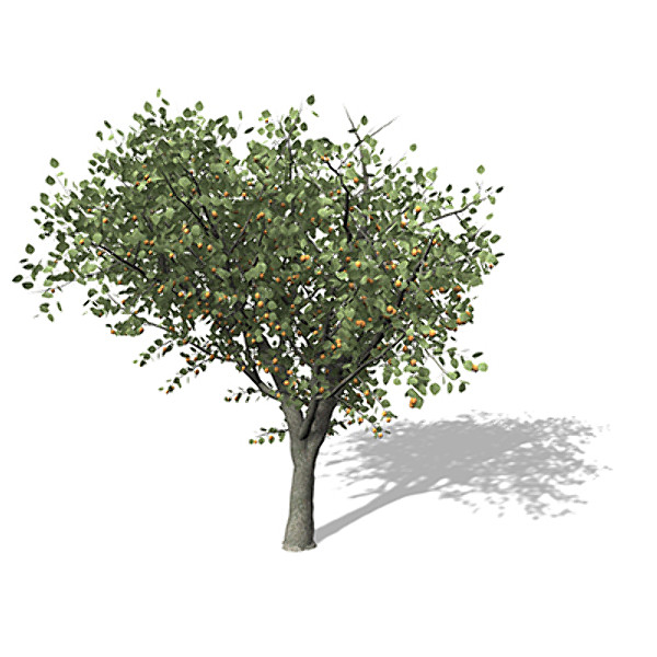 xfrogplants apricot tree 3d model - XfrogPlants Apricot Tree by xfrog