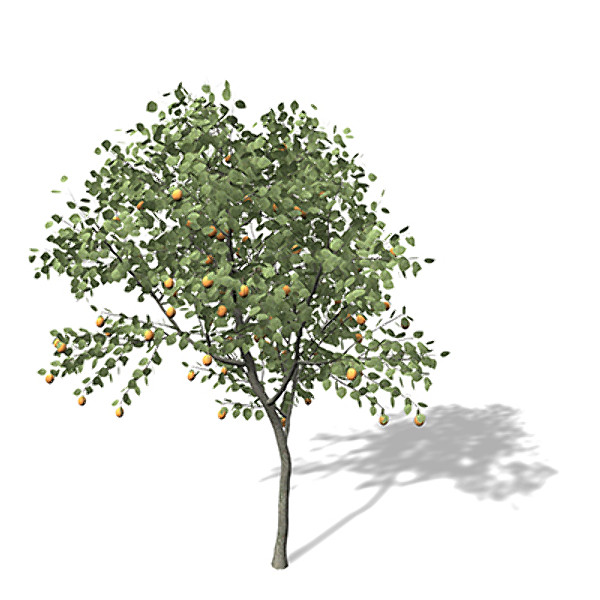 xfrogplants apricot tree 3d model - XfrogPlants Apricot Tree by xfrog