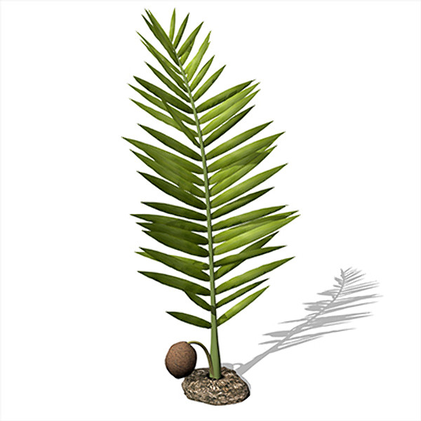 xfrogplants nipa palm plant 3d max - XfrogPlants Nipa by xfrog