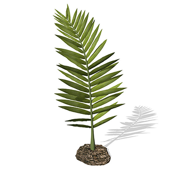 xfrogplants nipa palm plant 3d max - XfrogPlants Nipa by xfrog