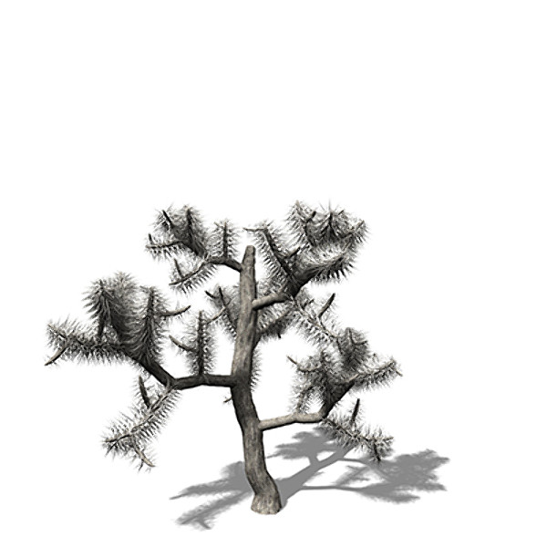 xfrogplants jumping cholla plant 3d model - XfrogPlants Jumping Cholla by xfrog