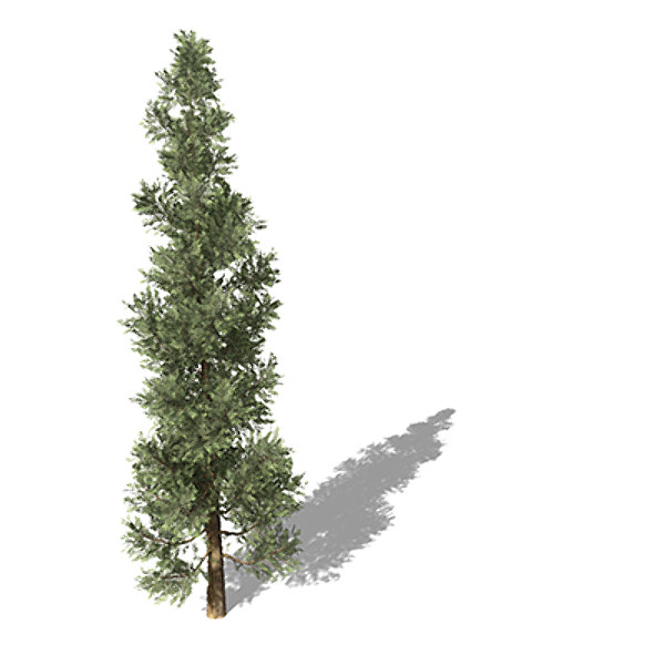 xfrogplants incense cedar tree c4d - XfrogPlants Incense Cedar by xfrog