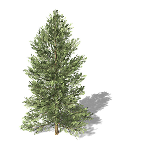 xfrogplants incense cedar tree c4d - XfrogPlants Incense Cedar by xfrog