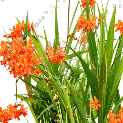 Flowers_N_05.tga