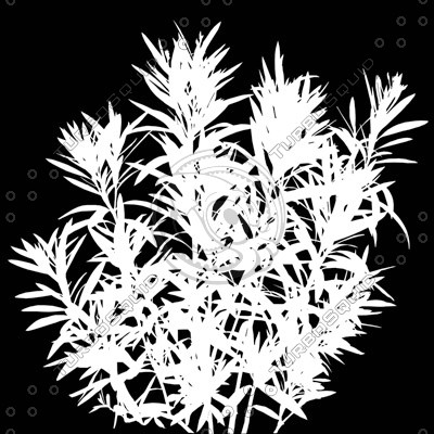 Bush_Tr_32.tga