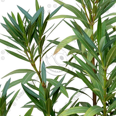 Bush_Tr_32.tga