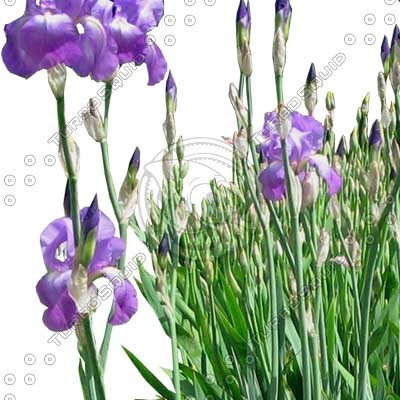 Flower_H_02.tga
