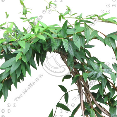Vine_04.tga