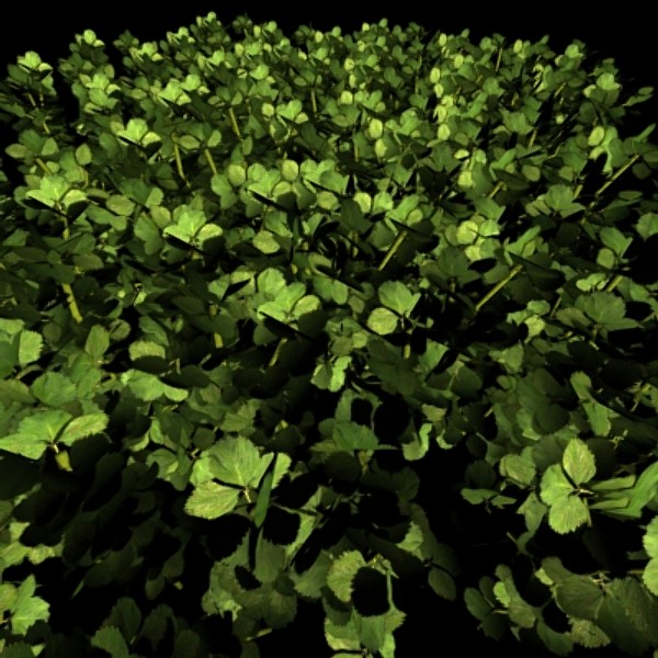 ground weed plant max - Ground Plants by Connor Ross