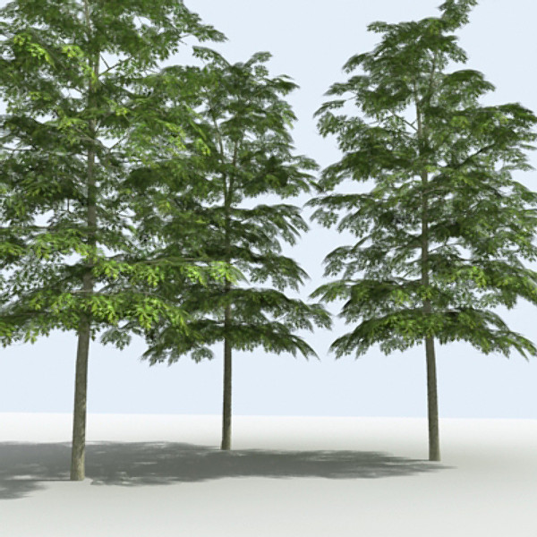 Tree - OAK_01