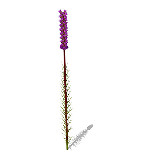 3d model xfrogplants blazing star plant - XfrogPlants Blazing Star by xfrog