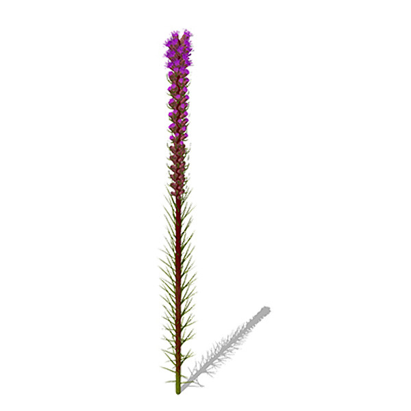 3d model xfrogplants blazing star plant - XfrogPlants Blazing Star by xfrog