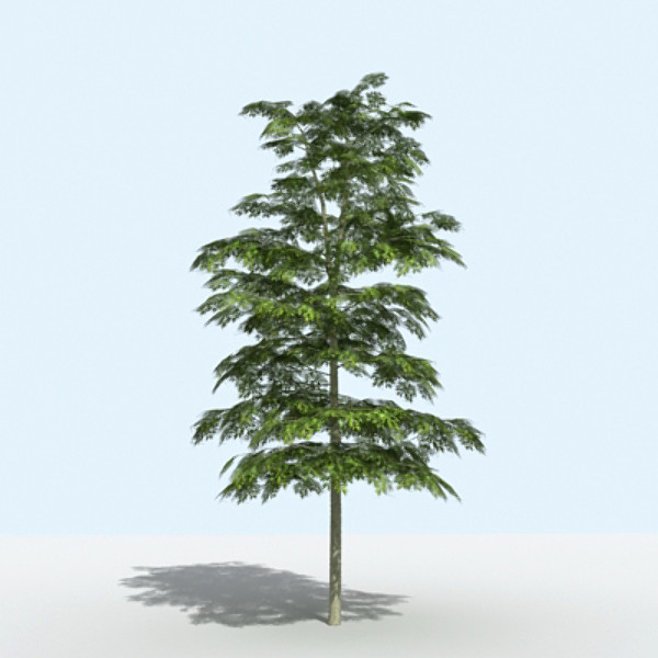 Tree - OAK_01
