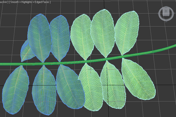 brazilian pepper tree branch 3ds - Brazilian Pepper Tree Branch & Leaves by Imagetek3D