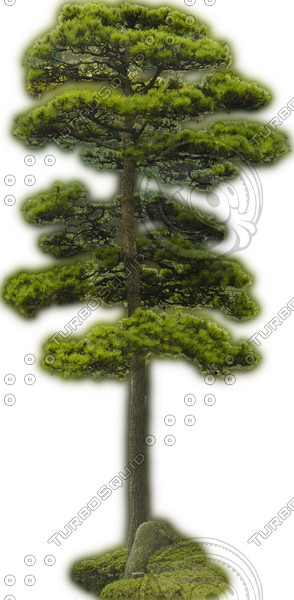 Japanese White Pine 2 ---------------------  High Resolution