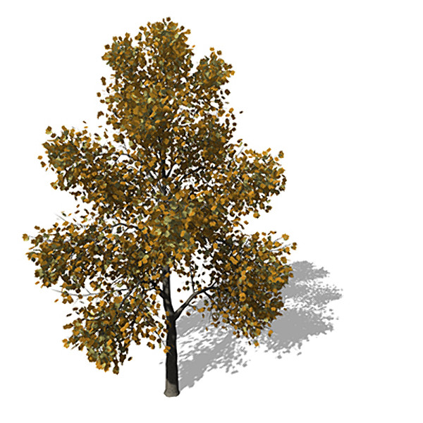 xfrogplants autumn tuliptree 3d 3ds - XfrogPlants Autumn Tuliptree by xfrog
