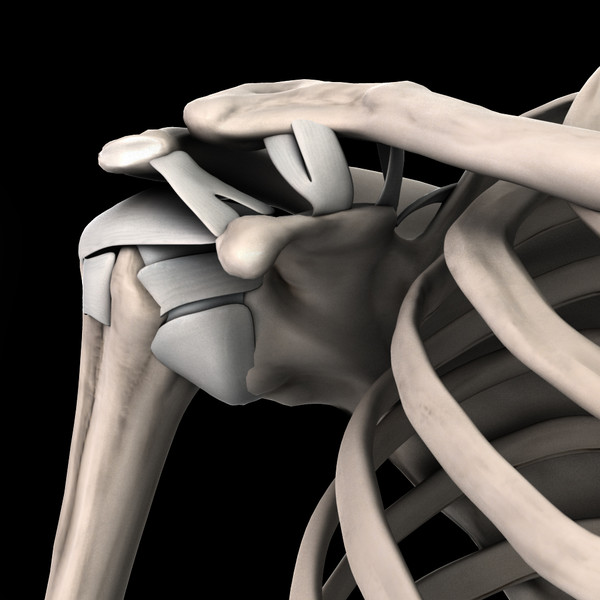 shoulder bones anatomy thoracic 3d obj - Thoracic and Shoulder bones by anatomy_3d