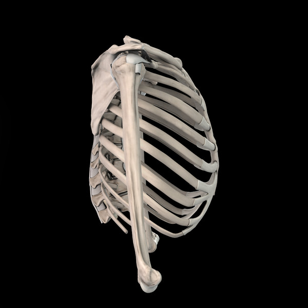 shoulder bones anatomy thoracic 3d obj - Thoracic and Shoulder bones by anatomy_3d